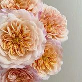 Miyabi Cha Rose